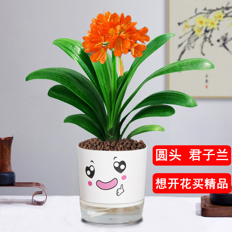 君子兰盆栽室内植物四季常青易活圆头和尚办公室客厅好养年宵花卉