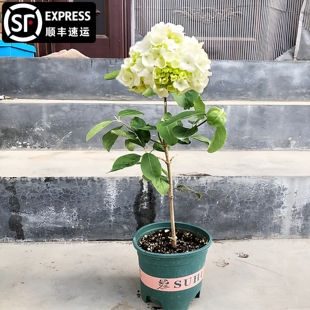 中华木绣球树斗球大花白球盆栽苗别墅庭院地栽丛生棒棒糖耐寒耐热