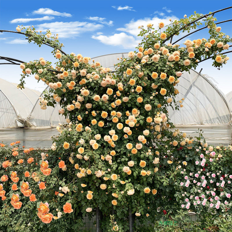 玛格丽特王妃藤本月季花苗爬藤大苗多季开浓香大花欧月爬蔷薇花卉
