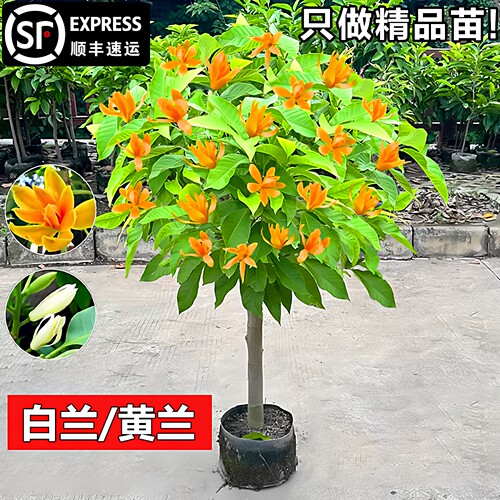 白兰花树苗带花苞玉兰花树黄角兰