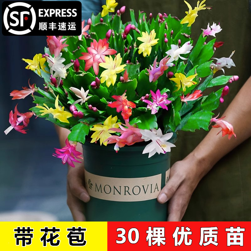 蟹爪兰盆栽带花苞多色重瓣花卉