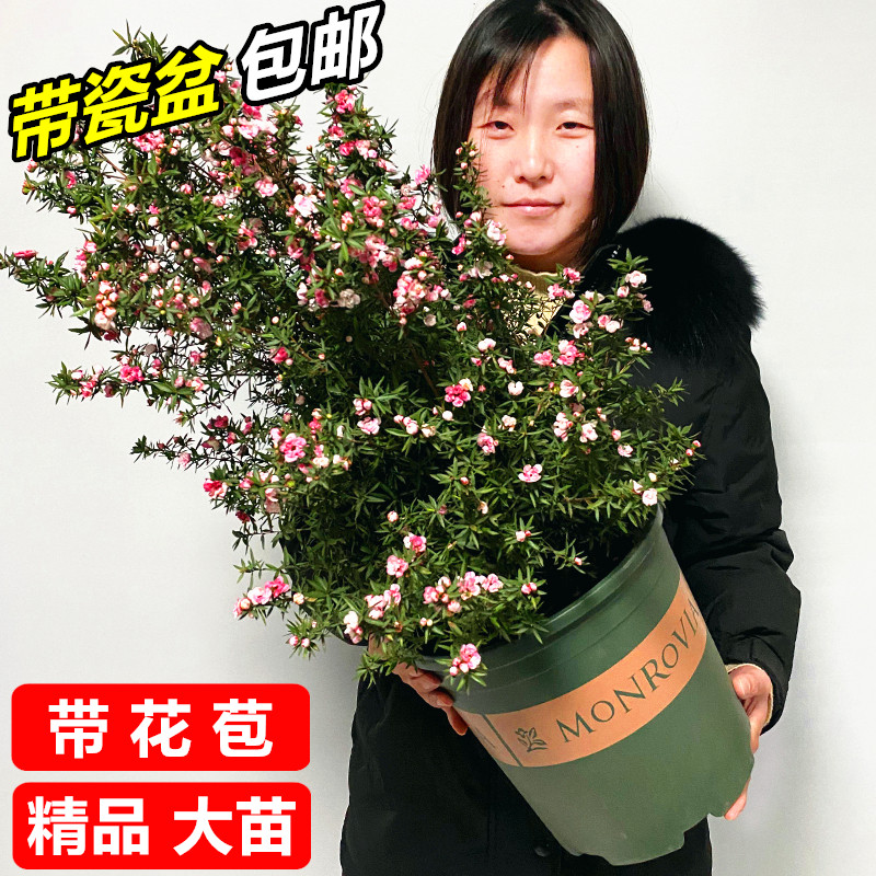 带花苞耐寒盆栽松红梅四季梅花图片