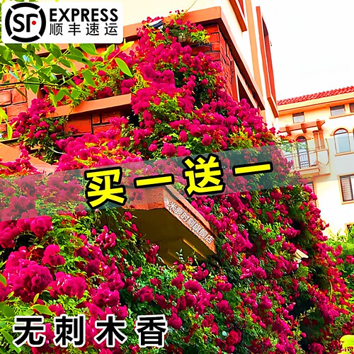 爬藤月季盆栽庭院阳台盆栽木香花