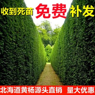 北海道黄杨苗直立冬青树苗大叶黄杨四季常青耐寒庭院围墙绿篱笆墙