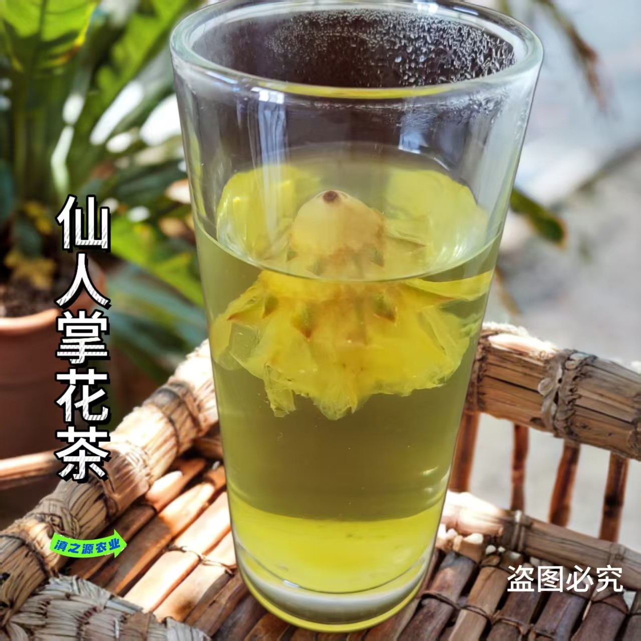 新货仙人掌花特级仙人掌干花天然风干养胃花茶低糖中药材养生花茶