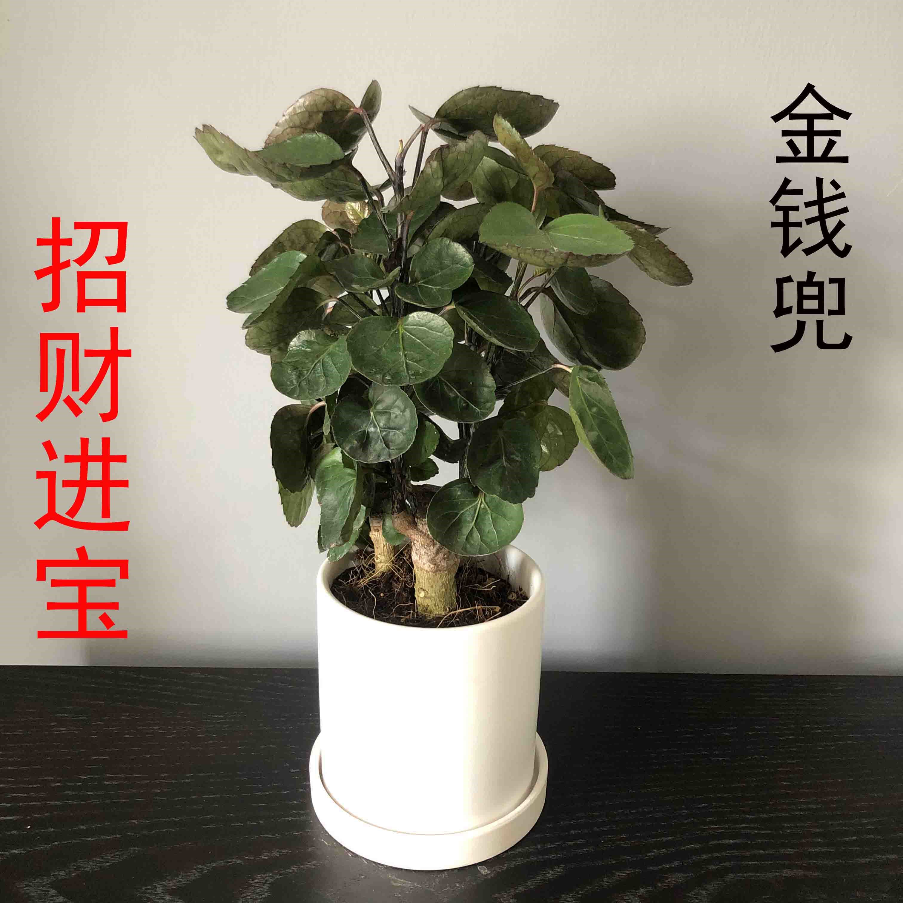 福禄桐圆叶金钱兜大型盆栽室内客厅办公室绿植钱多多金钱树好植物