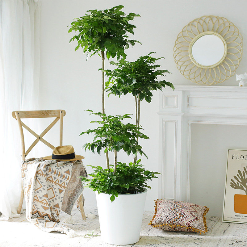 幸福树大棵盆栽客厅室内好养绿植办公室大型开业乔迁网红植物绿宝