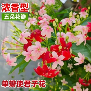 使君子爬藤植物大花苗重瓣带花苞水君子阳台庭院耐热花卉绿植驱蚊