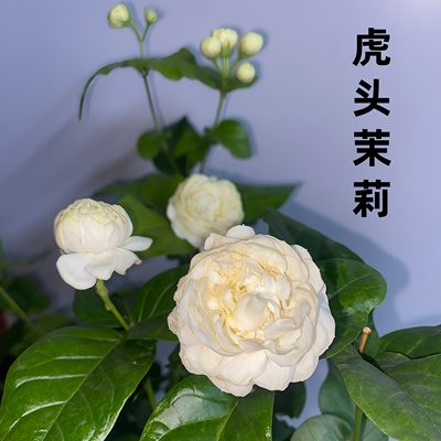 虎头茉莉花盆栽重瓣带花苞