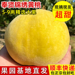 正宗奉贤光明锦绣黄桃新鲜水果时令应当季蜜甜大桃子上海特产包邮