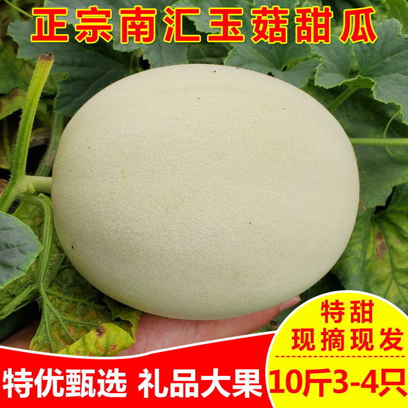 特级南汇玉菇甜瓜10斤新鲜孕妇水果农家特产应季时令玉茹香瓜蜜瓜
