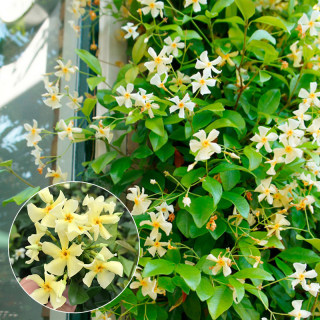 黄色粉色风车茉莉爬藤植物庭院多季开花黄花粉花络石藤四季常青