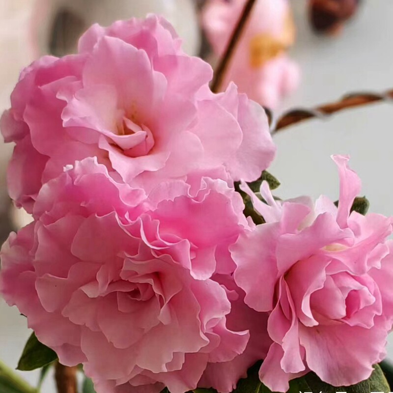 四季开花杜鹃杜鹃花苗盆景素材