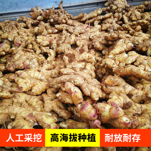 正宗云南小黄姜批发新鲜现挖农家生姜老姜大块姜现挖带泥土发货