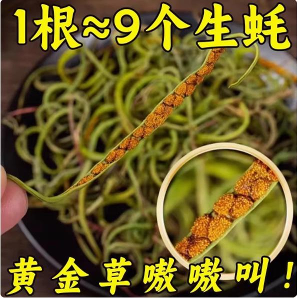 黄金草嗷叫东北长白山正品