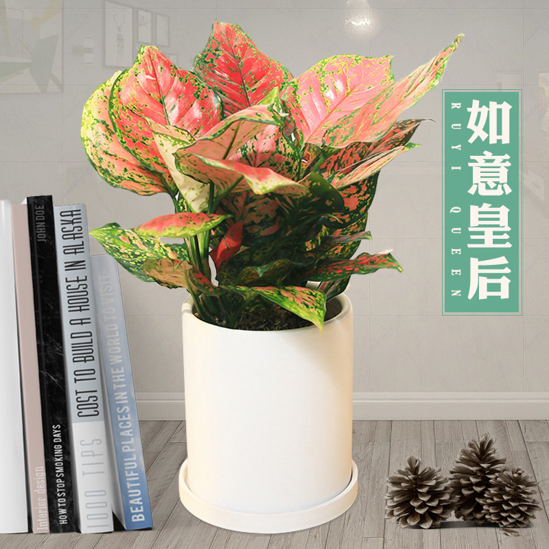 如意皇后盆栽彩叶粗肋草花叶万年红室内吸甲醛净化空气彩叶植物