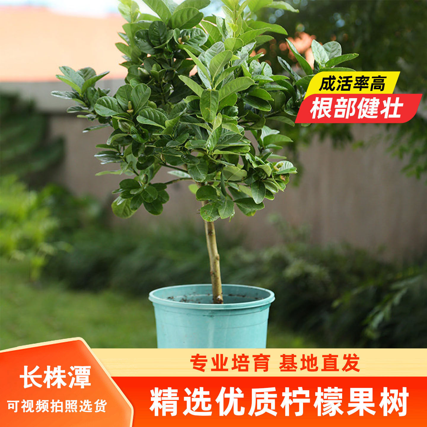 广东香水柠檬树苗盆栽棒棒糖四季结果庭院阳台果树苗植物室内可养