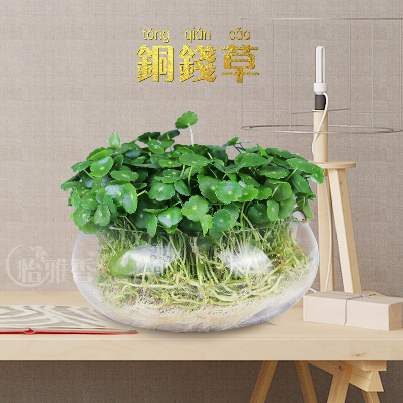 铜钱草金钱草小型绿植客厅办公室桌面盆栽阳台植物喜欢窗台怡雅香