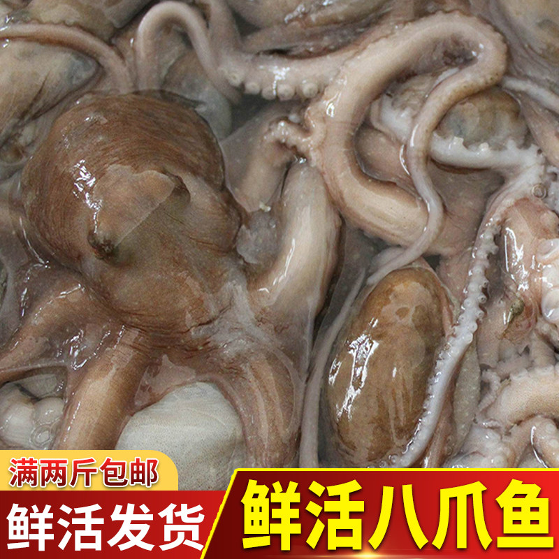 长腿八爪鱼小章鱼海鲜鲜活水产冷冻即食迷你八抓鱼章鱼足大爆头