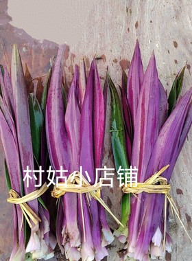 正宗可食用紫背万年青 苞子莲 红螺花红面将军血新鲜叶子现摘叶子