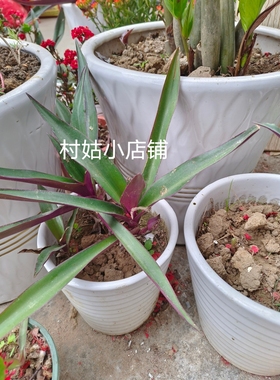 紫背万年青可食用紫色植物盆栽蚌花紫锦兰花卉绿植好养草本四季款