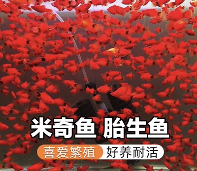 红米奇鱼胎生鱼观赏鱼小型鱼活体耐养玛丽鱼热带红箭月光鱼孔雀鱼