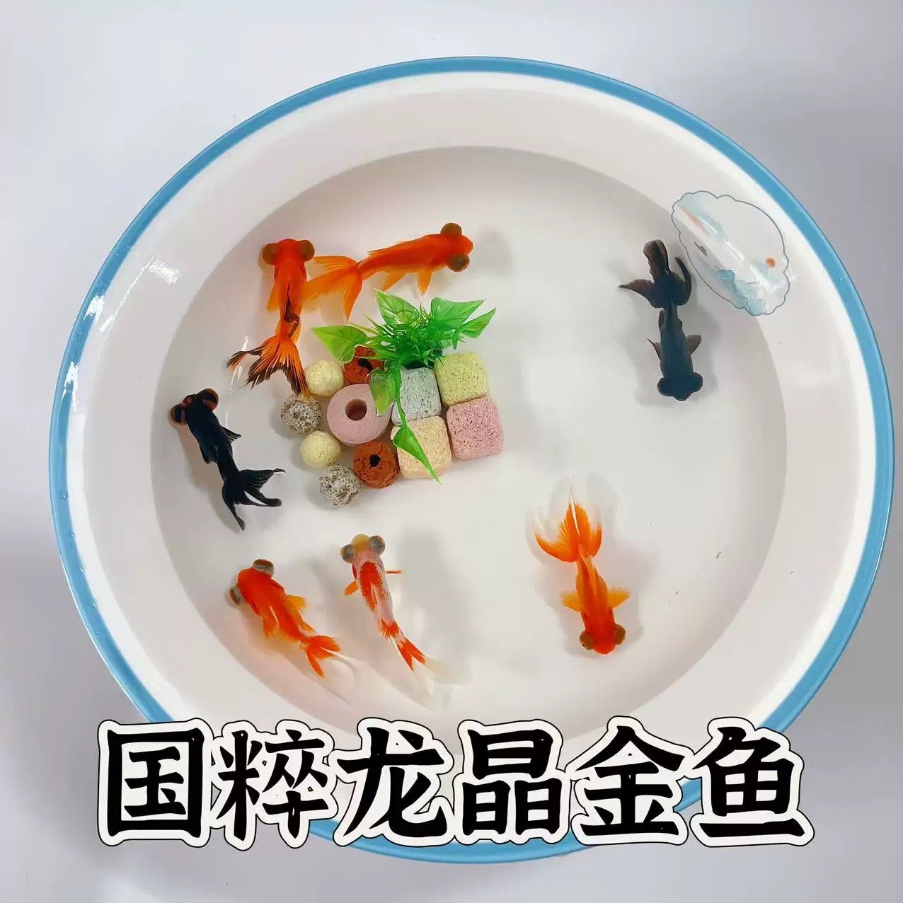 龙井金鱼活体观赏鱼苗冷水鱼草金锦鲤淡水小型好养耐活