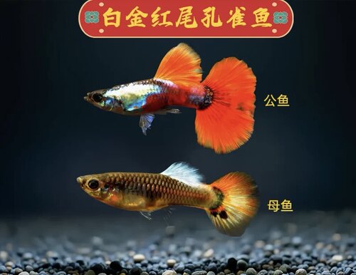 白金红尾孔雀鱼热带小型观赏鱼生小鱼仔活体孔雀鱼