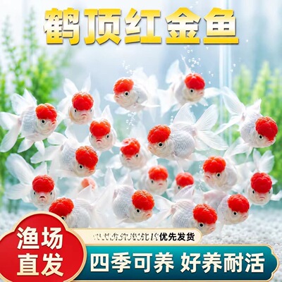鸿运当头鱼观赏鱼鹤顶红狮子头金鱼活鱼丹顶冷水鱼淡水好养耐活鱼