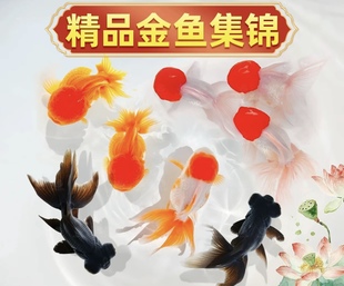 鸿运当头鱼观赏鱼鹤顶红狮子头金鱼活鱼丹顶冷水鱼淡水好养耐活鱼