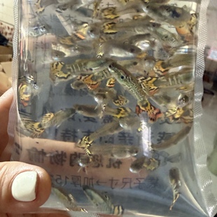花老虎纯种孔雀鱼热带淡水小型观赏鱼胎生鱼临产怀孕母