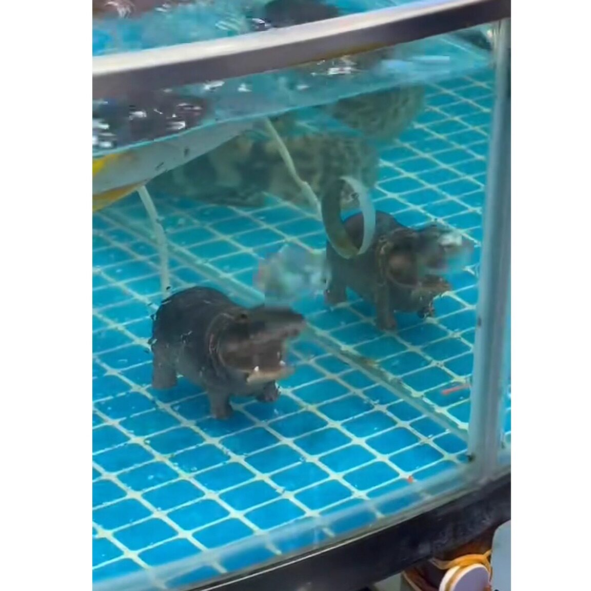 鱼缸造景创意网红款仿真河马水族箱装饰增氧泵气动式动物模型摆件