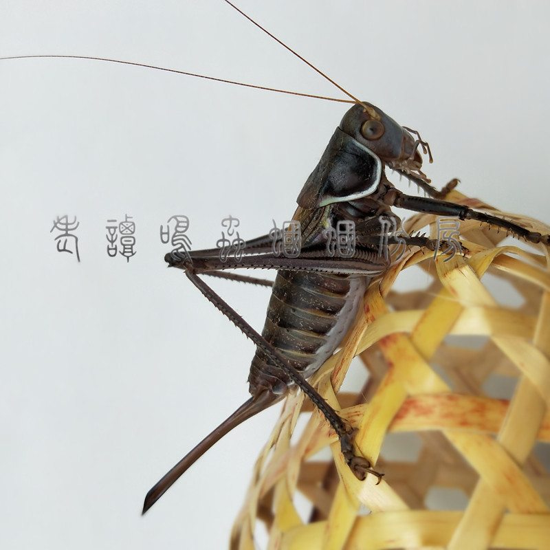 母蝈蝈大个铁皮繁殖母蝈蝈品种山青绿产蝈蝈卵多鸣虫母蚰子爬虫