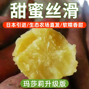 日本烟台红薯5斤黄心番薯新鲜地瓜板栗无丝黄金蜜薯软糯甜蜜丝滑