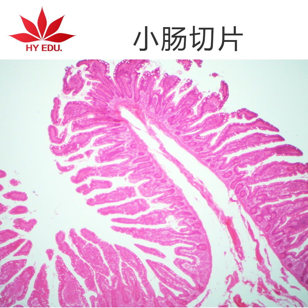 【红叶】高教组织类切片小肠切片成像清晰