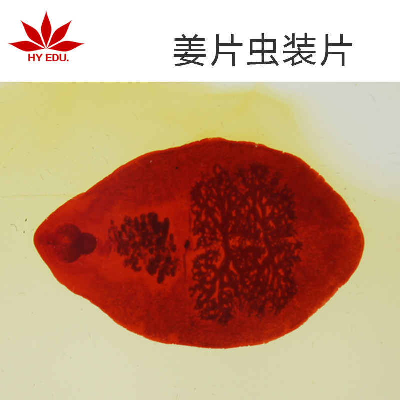 显微镜生物切片 姜片虫装片 寄生虫类 教学展示 成像清晰