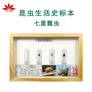 昆虫生活史标本蜜蜂蝼蛄七星瓢虫玉米螟螳螂家蚕展示
