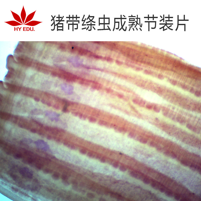 显微镜生物切片猪带绦虫成熟节装片 寄生虫类 成像清晰