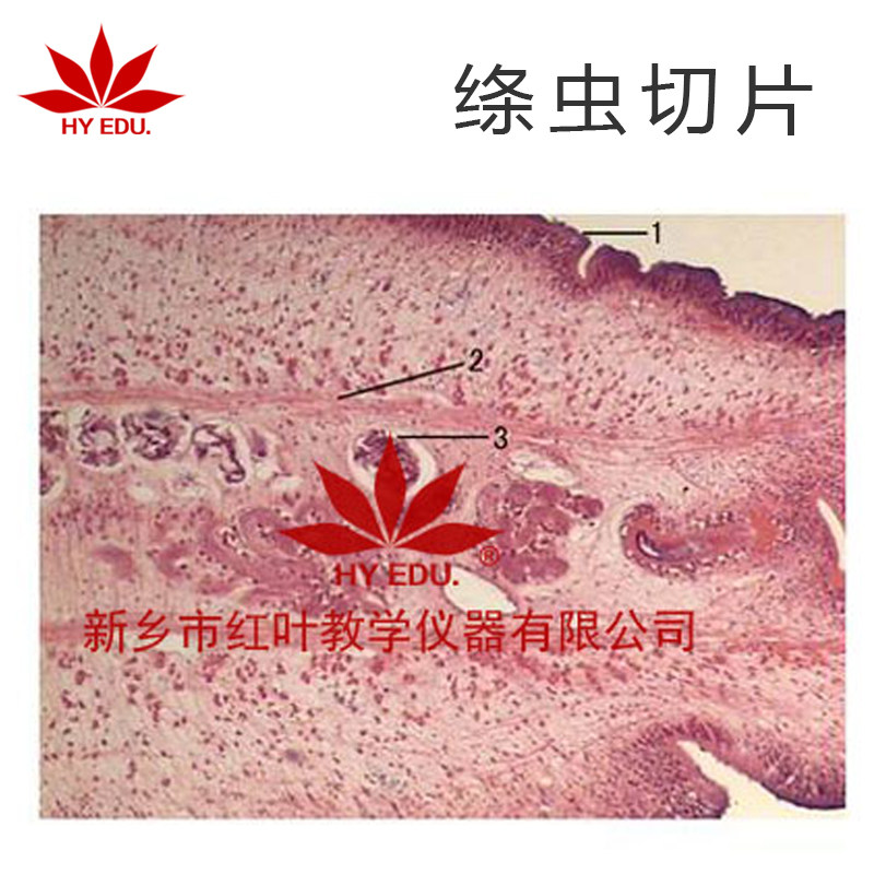 显微镜生物切片 绦虫切片 寄生虫类 教学展示 成像