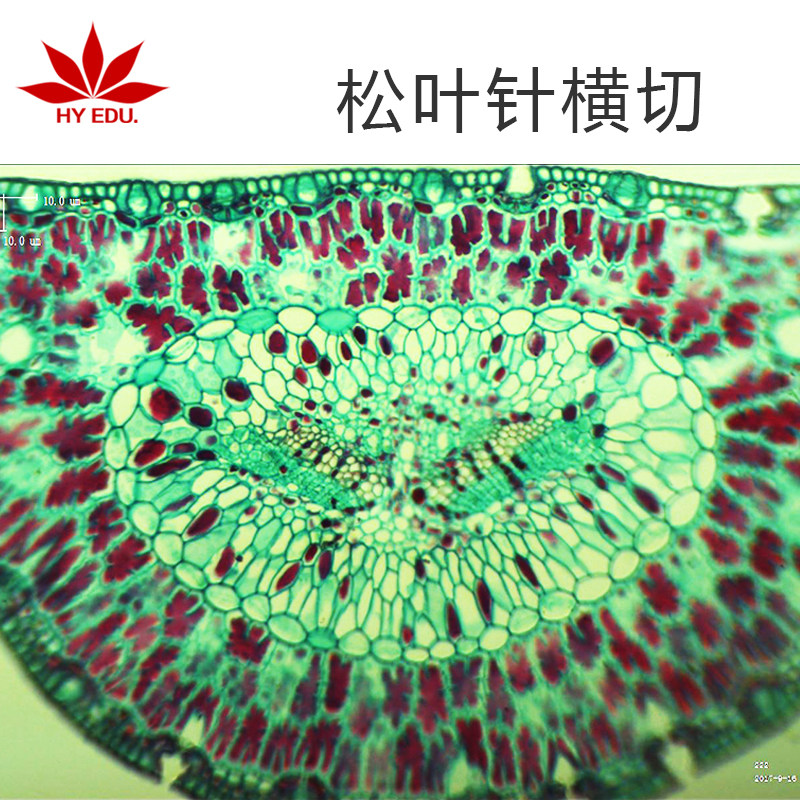 【红叶】植物类生物切片松针叶横切单张可售成像清晰