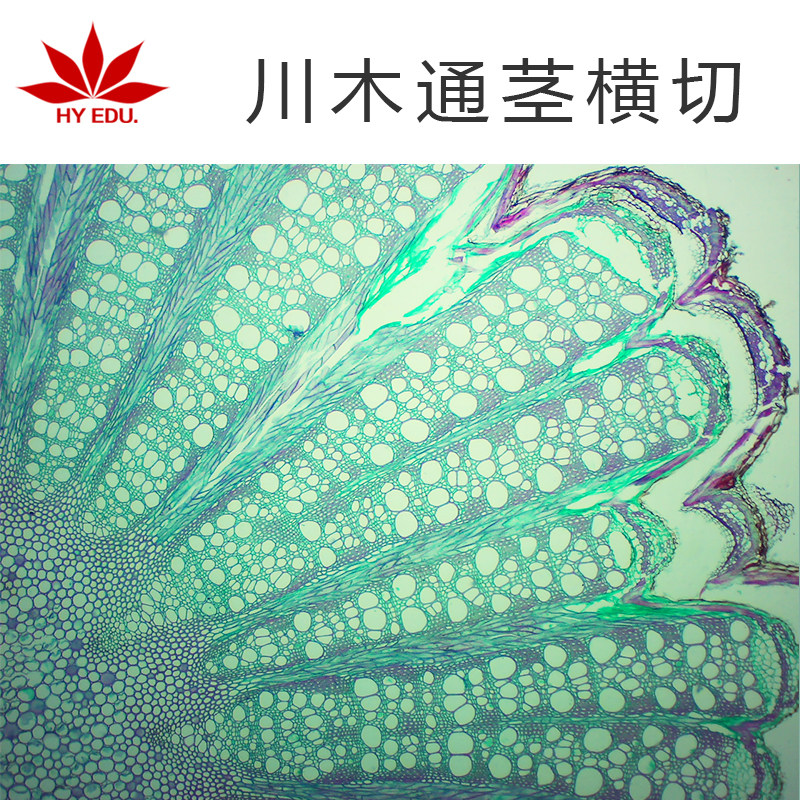 川木通茎横切  植物类切片 玻璃制镜下观察标本结构清晰 学生实验