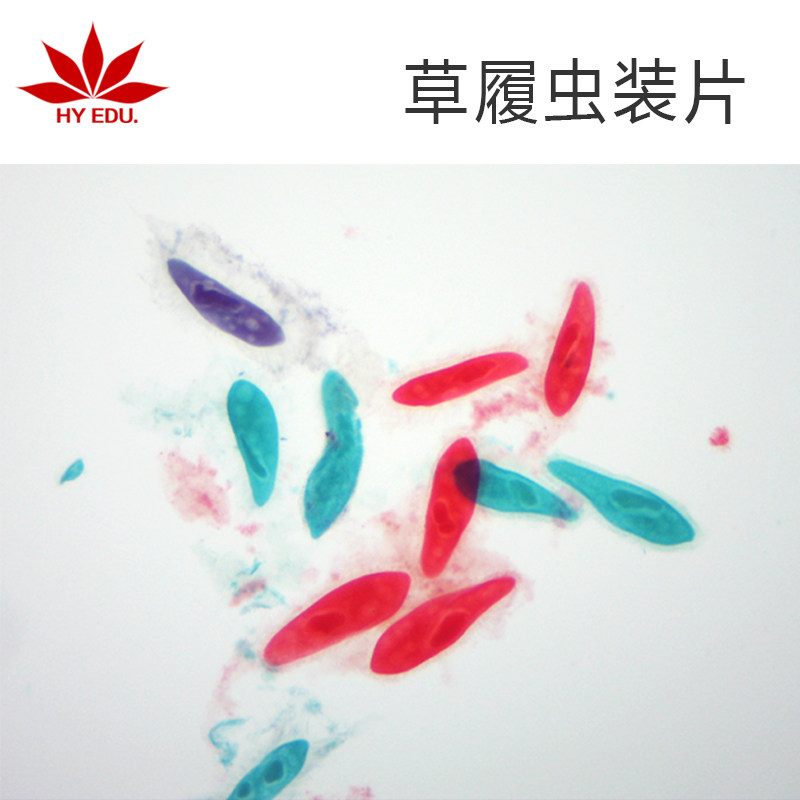 单细胞动物原生生物草履虫装片显微镜标本中小学生物用科学观察