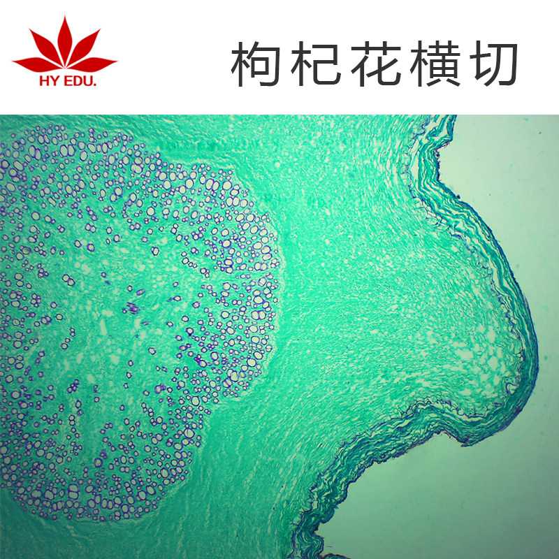 枸杞花横切  显微镜生物标本切片玻璃载玻片植物细胞学生实验