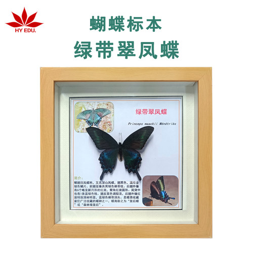 绿带翠凤蝶标本相框真蝴蝶标本教学科普家居摆件挂画装饰画