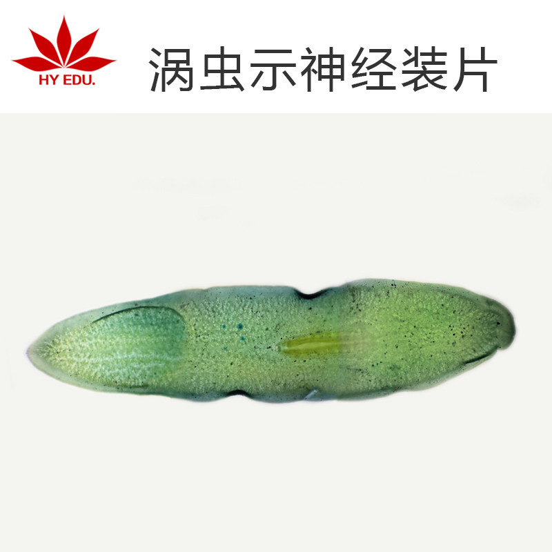 显微镜生物切片涡虫示神经装片 寄生虫类 教学展示 成像清晰