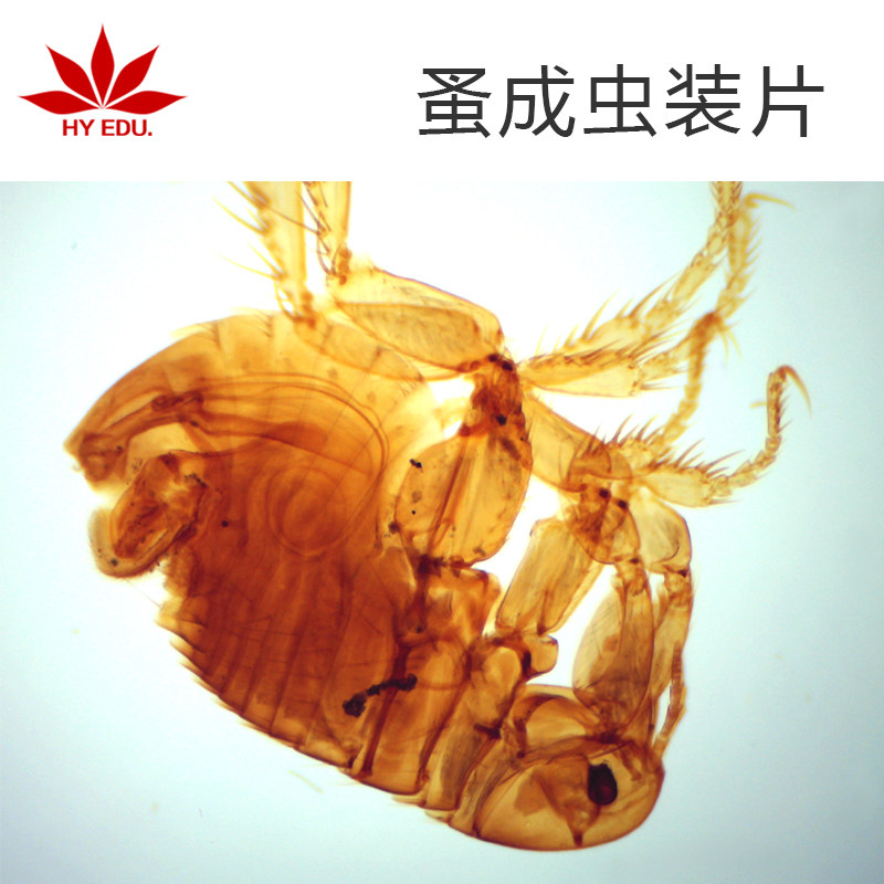显微镜生物切片蚤成虫装片寄生虫类教学展示成像清晰