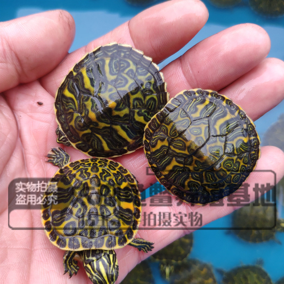 外塘火焰龟大宽纹红腹观赏小乌龟苗黄腹深水龟红黄纯底龟蛋受精蛋