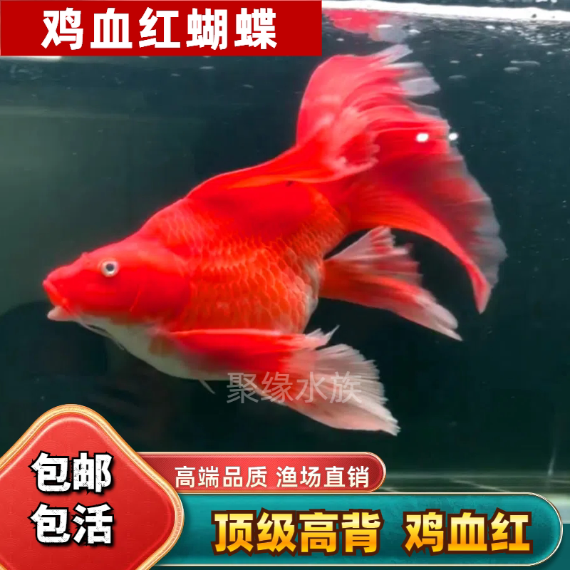 台湾贵妃红色蝴蝶鲤冷水观赏鱼石膏白大鳍球体狮头长尾淡水纯种