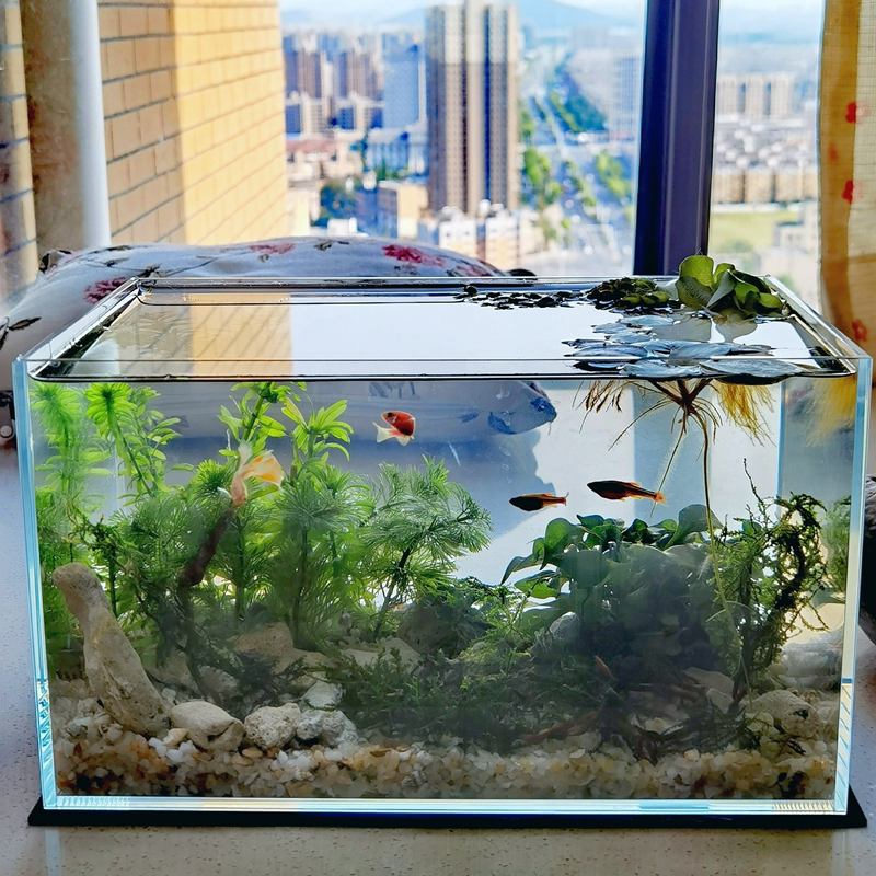 现货金晶超白玻璃鱼缸家用桌面鱼缸溪流缸水陆缸侧滤缸生态缸