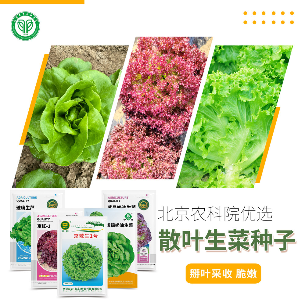 北京农科院散叶生菜种子大速生紫罗莎苦菊奶油生菜阳台盆栽蔬菜籽